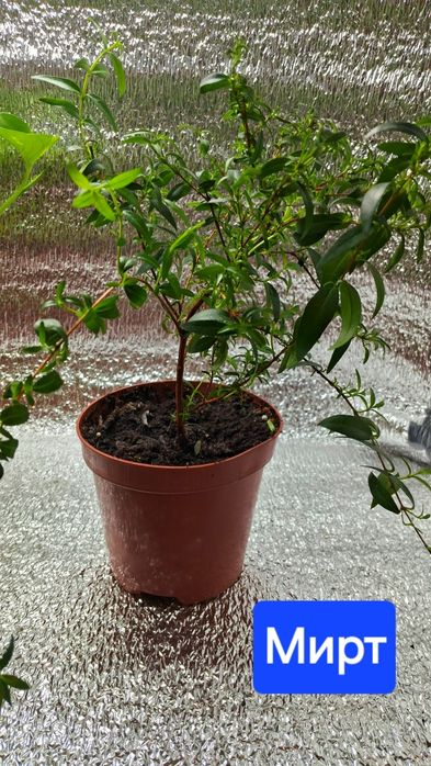 Мирт, фікус Анастасія Алі Естер Неон сциндапсус Золотистий драцена
