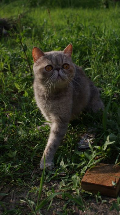 Кішка екзотична короткошерсна