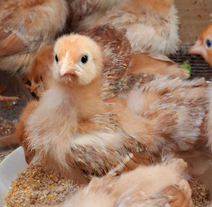 Kury silki kury rose kury araukany pisklaki araukany