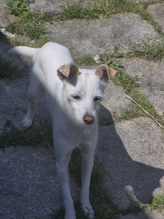 Oddam pieska suczkę