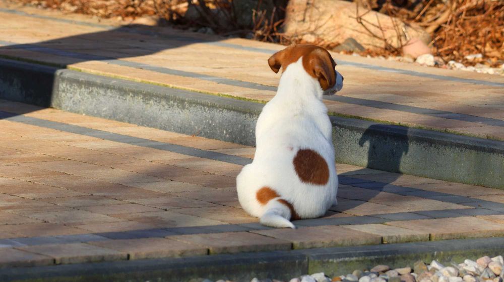Śliczny Jack Russell Terrier ZKwP FCI-piesek z wzorcowej hodowli