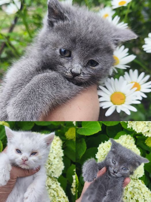 Кошенята від шотланського
