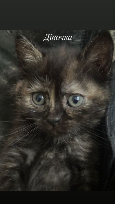 Віддаю котиків у добрі руки.