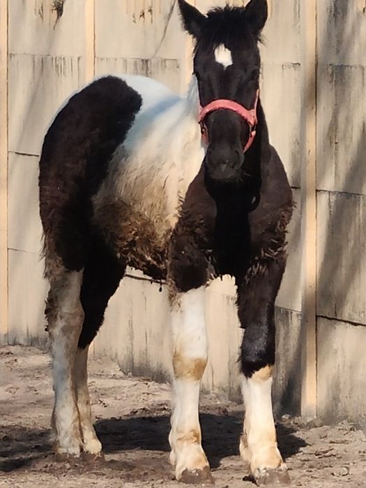 Ogierek zimnokrwisty