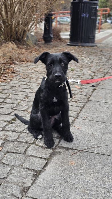 Pies do adopcji 4 miesiące