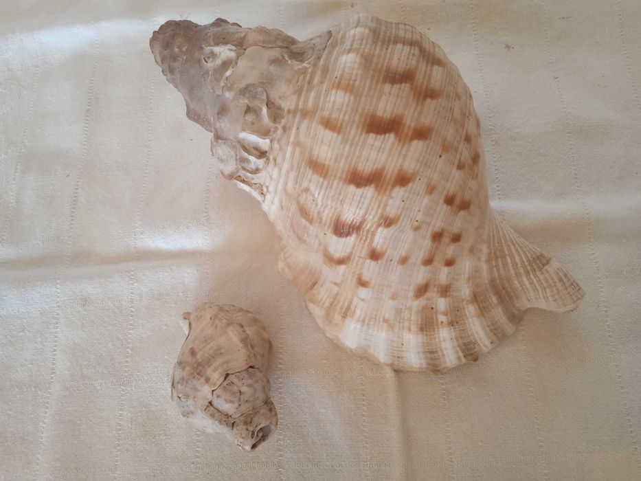 Búzios decorativos
