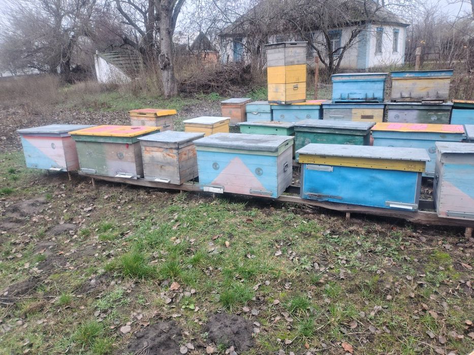 Вулики лижаки і багато корпусні