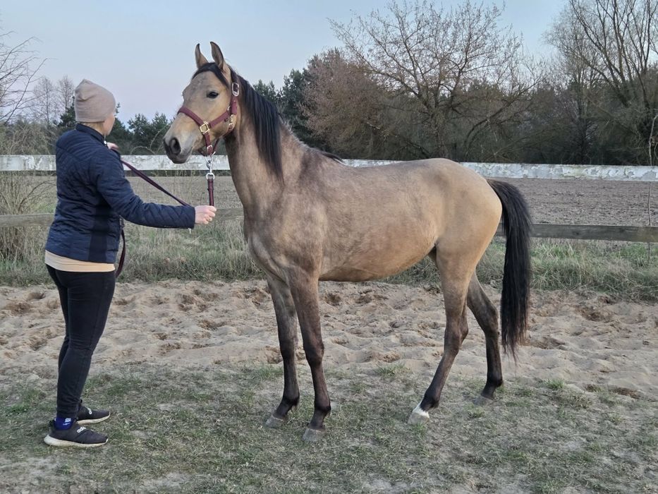 Klacz felińska wyjątkowej maści