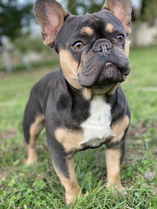 Французский бульдог в'язка. Ізабеллагенний