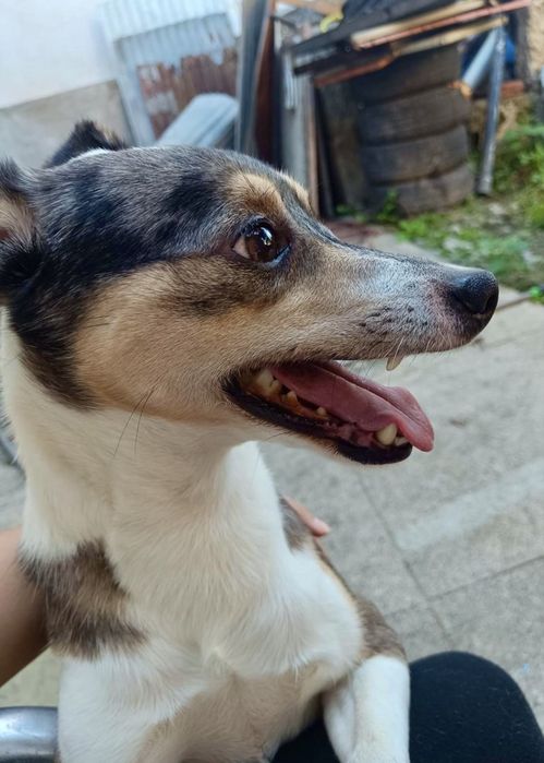 Cão para adoção responsável