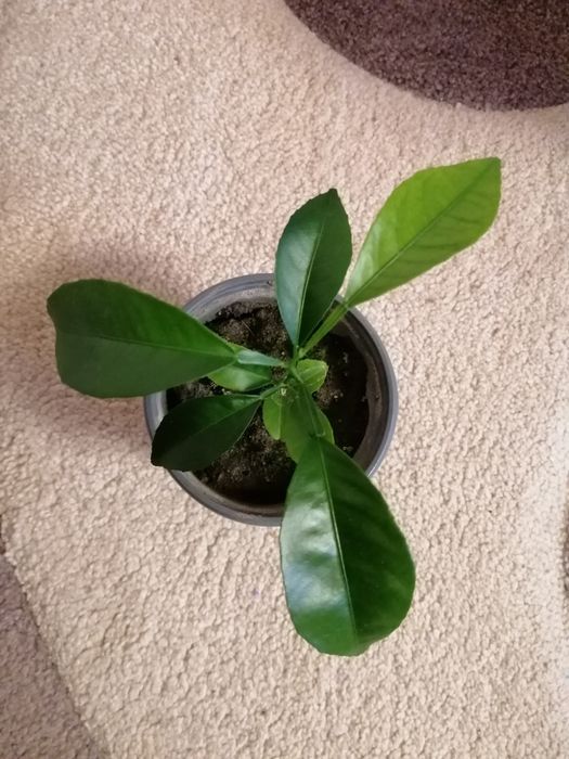 Продам вазон лимон!