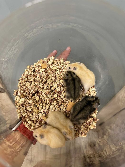 Джунгарські хом‘ячки, джунгарики карликові різнокольорові