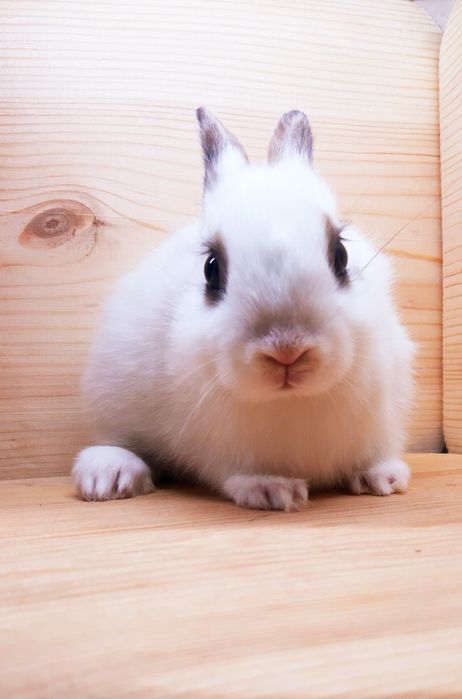 Карликовые миниатюрные декорат.торчеухие и вислоухие кролики и клетки