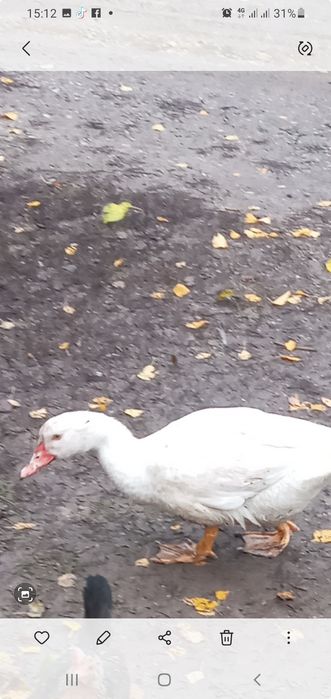 1 молода качка важкоi нiмецькоi лiнii змiнить мicце проживання 500 гр