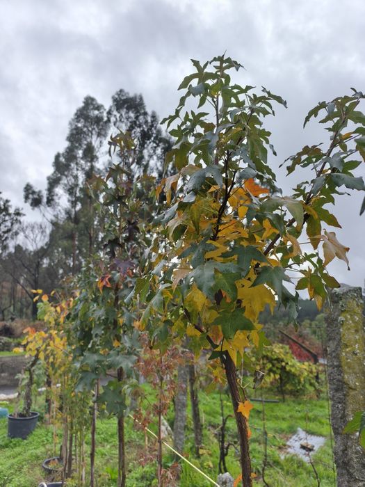 Liquidambar Styraciflua