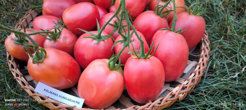Pomidor Kalman’s Hungarian Pink