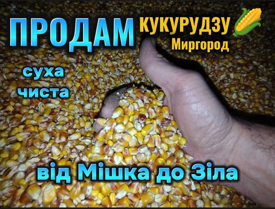 Кукурудза на годівлю. Від Мішка до Зіла