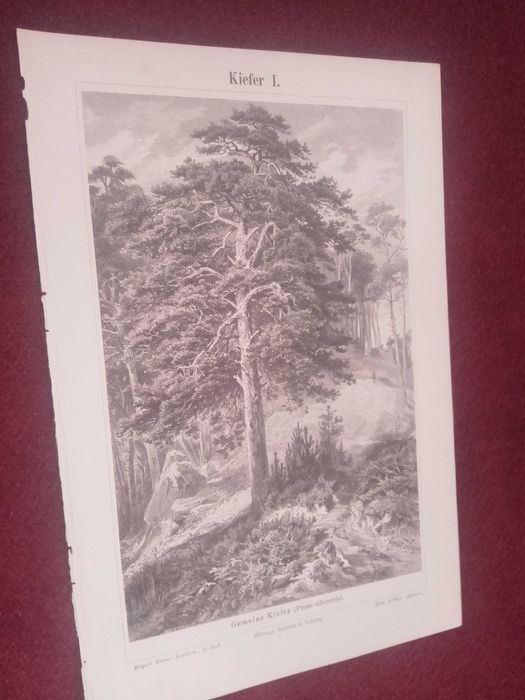 Sosna - Drzewa   oryginalna XIX w. grafika