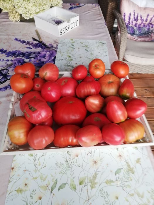 Pomidor malinowy ekologiczny