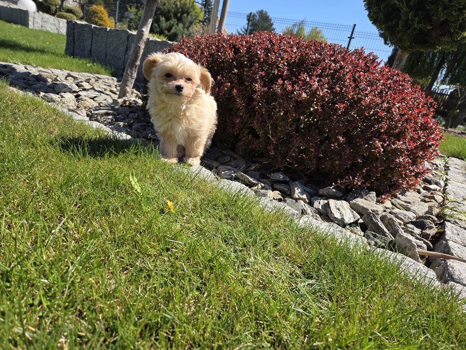 Maltipoo suczka laleczka