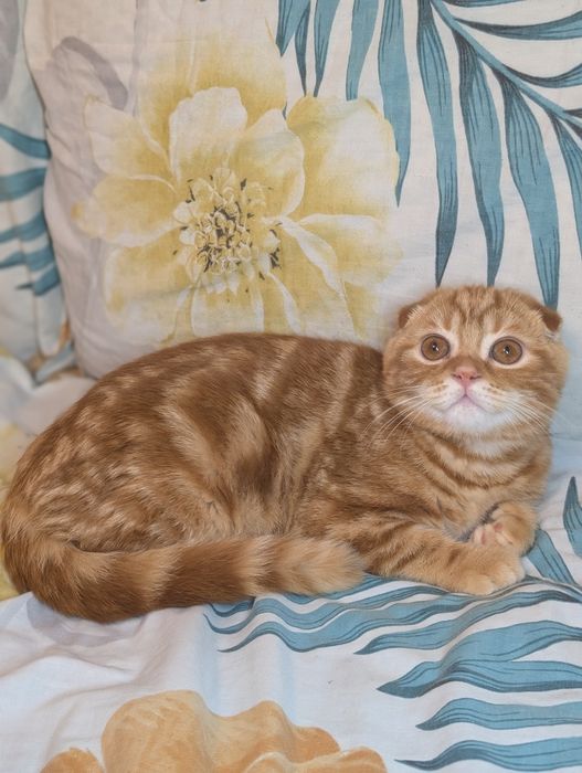 Шикарний шотландський котик