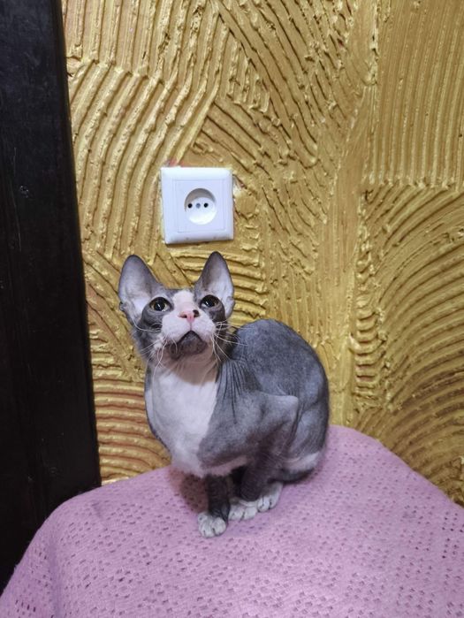 Канадський сфінкс