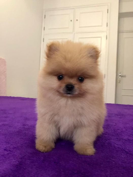 Fêmea Lulu da Pomerânia