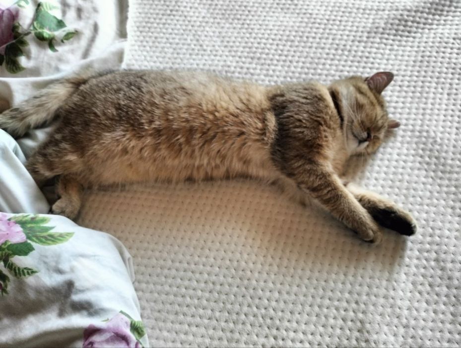 В’язка котів – золота шиншила