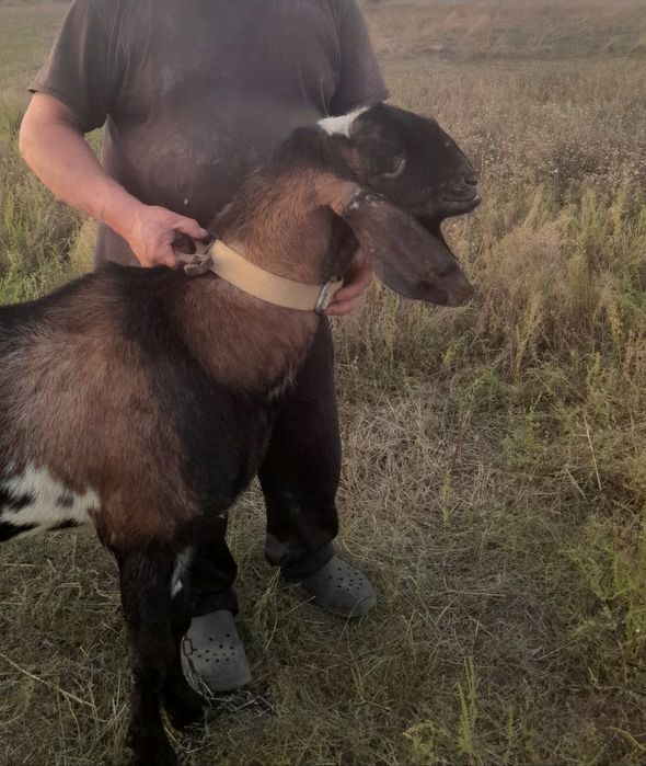 Вязка коз с 100% Англо-нубийским козлом