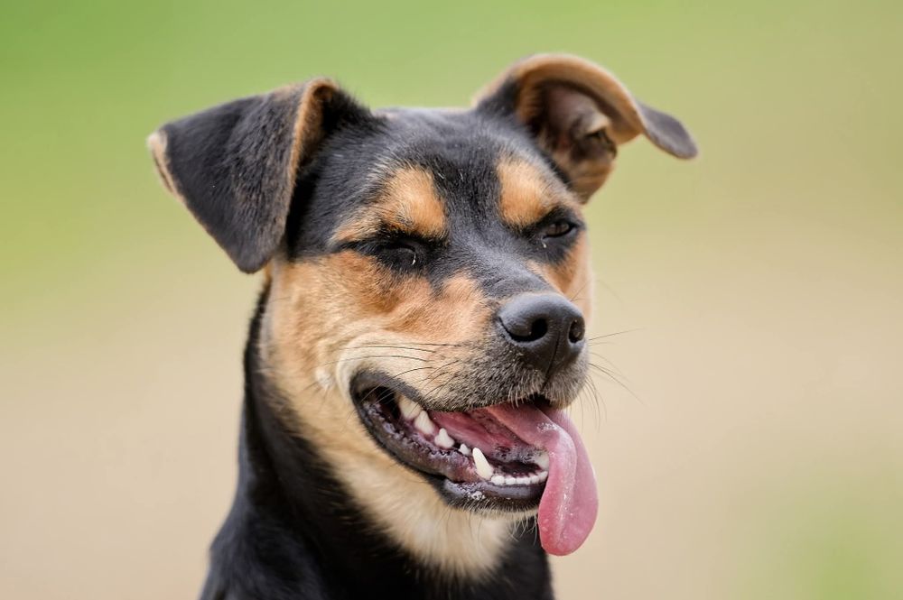 Roczny Diorek pilnie czeka na dom