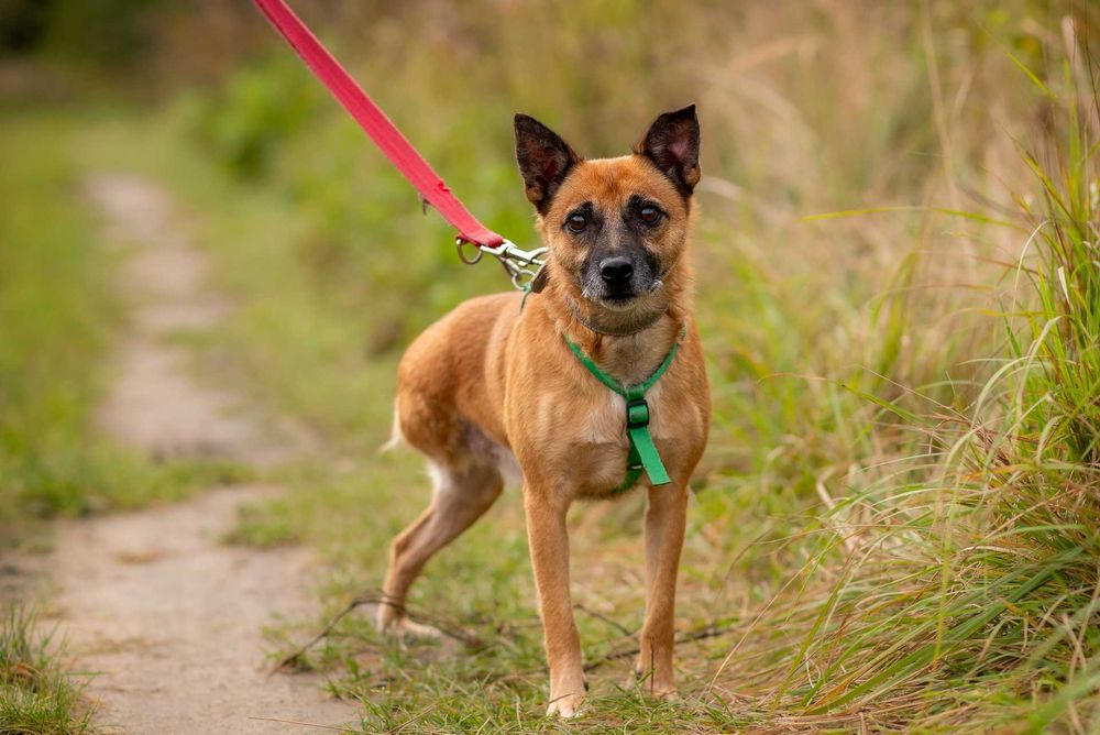 Ulivek: łagodny, spokojny, zapatrzony w człowieka