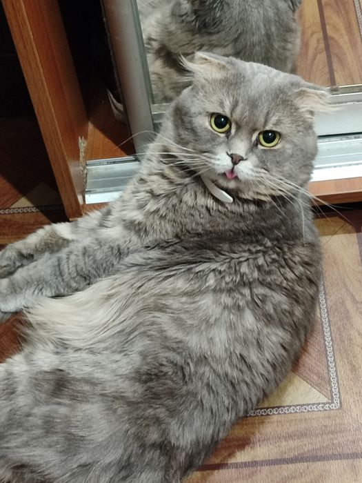 Скоттиш фолд джентльмен
