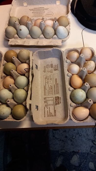 Jajka legowe ńiebieskie i oliwkowe