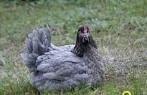 Інкубаційне яйце Гріз Сендрі