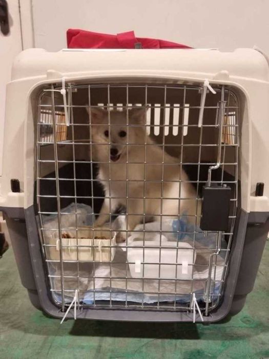 Перевозка животных за границу.  Турция. Европа. Прибалтика