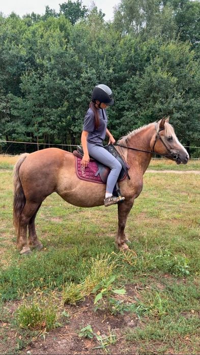 Klacz  7lat 145cm