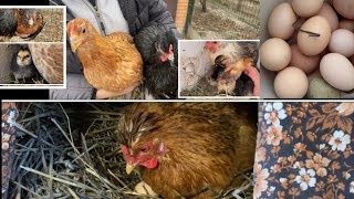 Смела ! Кури несушки! Доставка безкоштовна