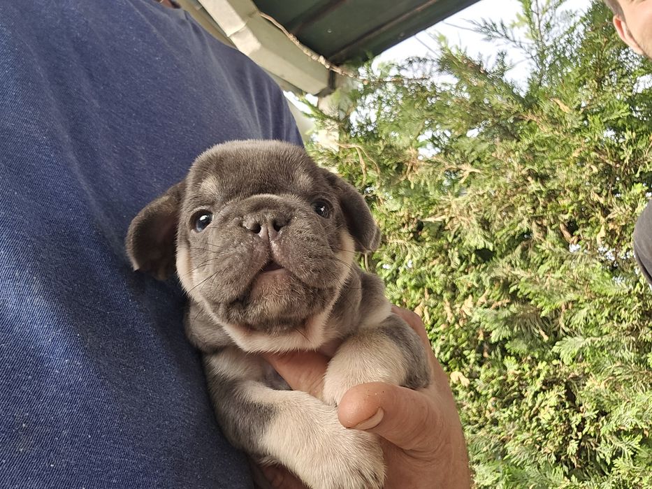 Buldogue Francês macho de cor rarro isabella lindo
