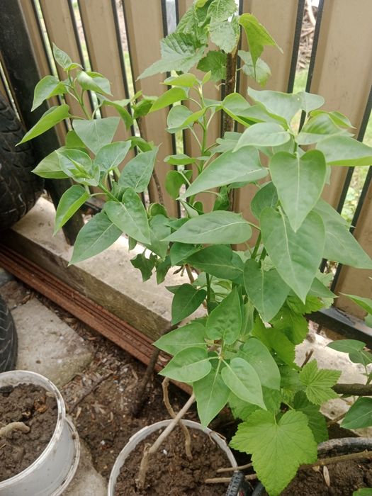 Sadzonki , bez biały i fioletowy