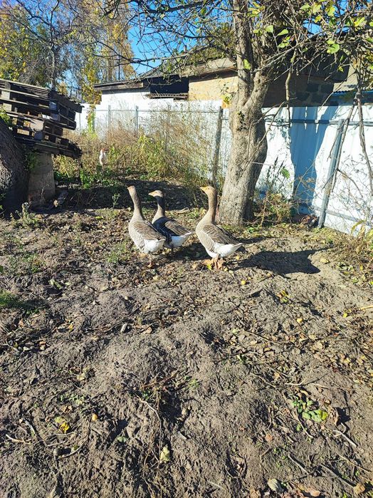 Продам гусей 4 шт