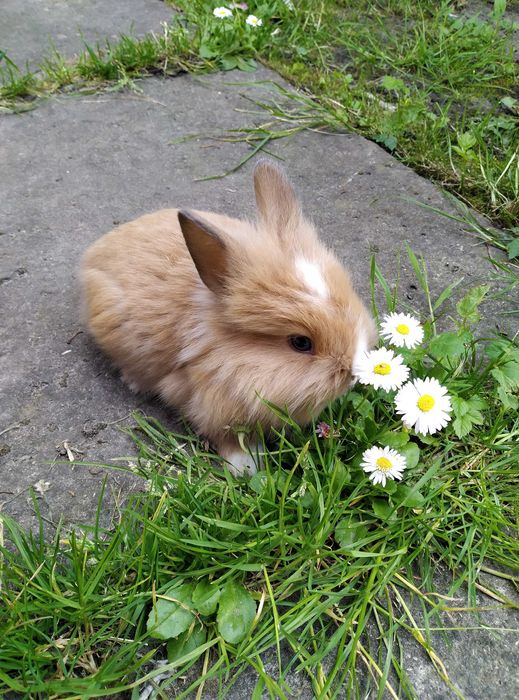 Кроленята декоративні, карликові кролики, кролик декоративний
