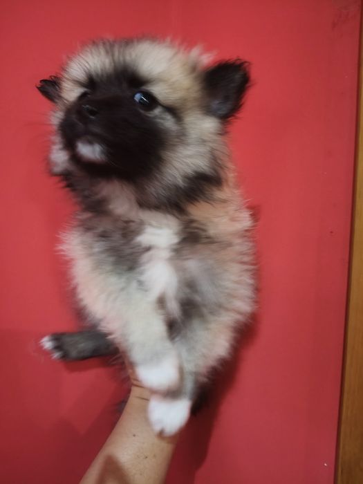 Spitz alemão menino