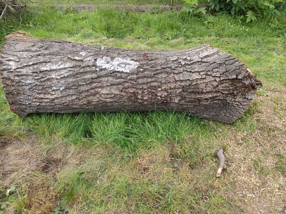 Konar z orzecha 180/60/40cm