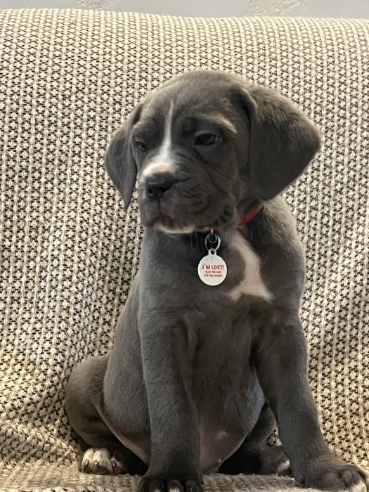 Щенята кане корсо