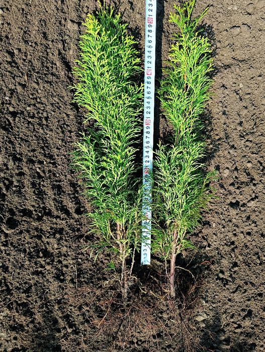 Thuja szmaragd ok 50 cm