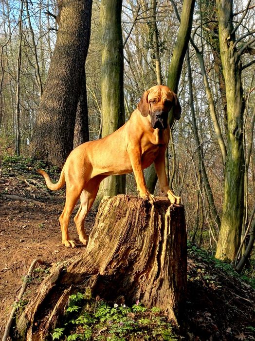 Fila brasileiro szczeniak