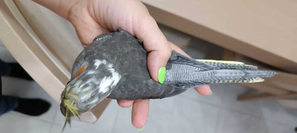 Caturras e Agapornis sexados