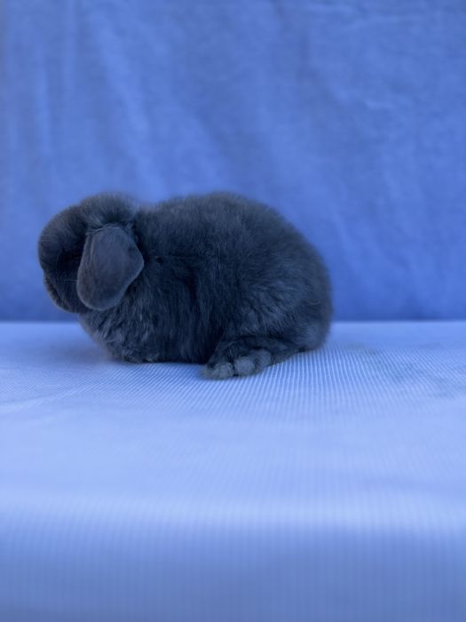 Голландський баранчик,карликові кролики,NHD