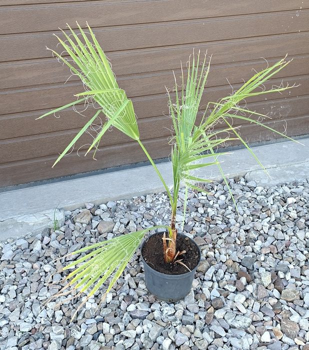 Palma Washingtonia robusta.