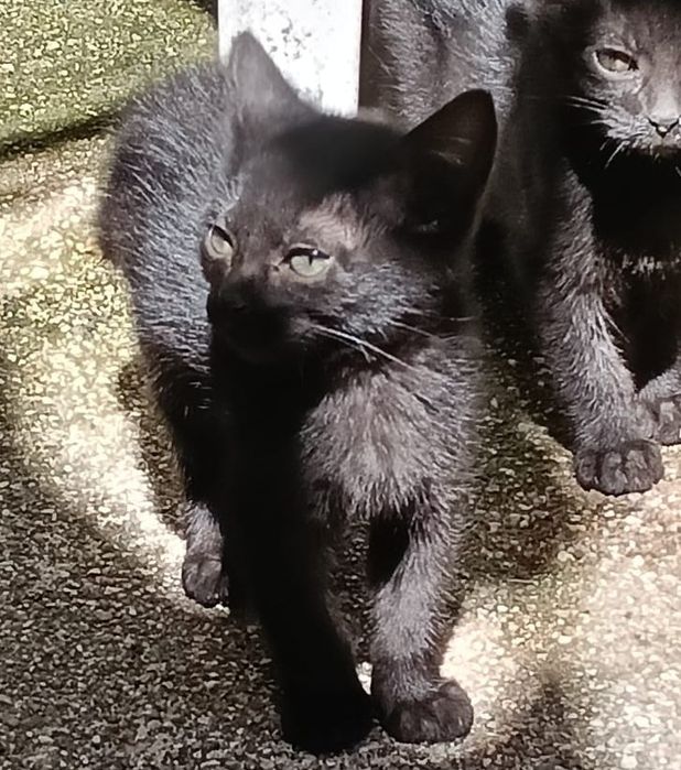 Gatinha bebé para adoção responsável
